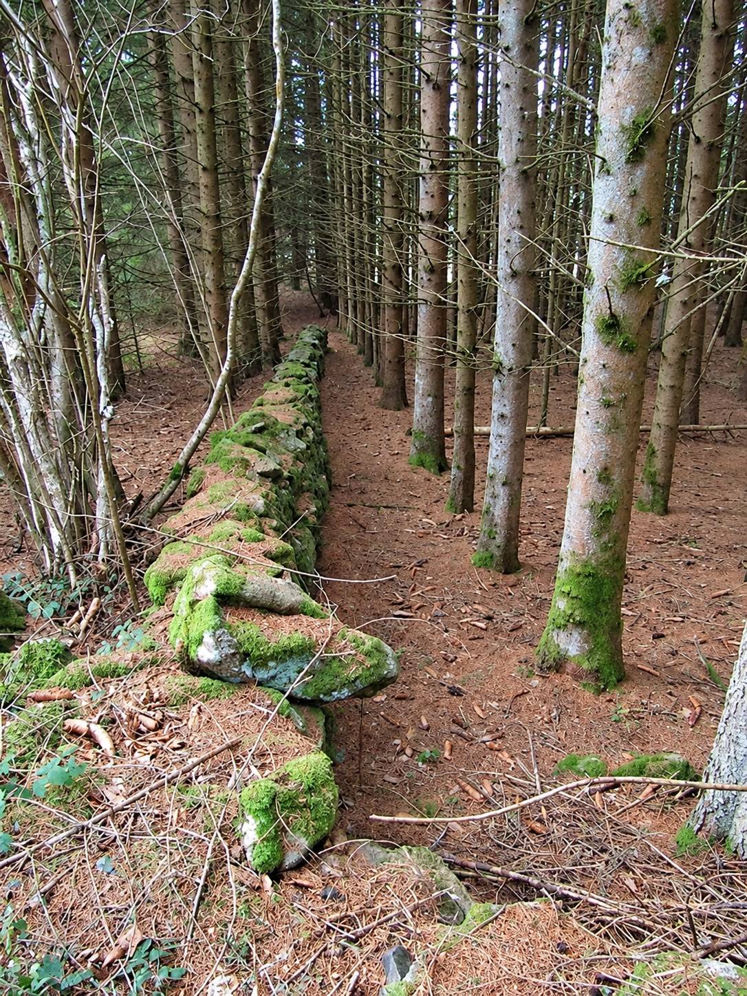 Un ancien muret de pierres couvert de mousse longe un chemin de terre au milieu d'une forêt de résineux.